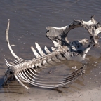 Did Vertebrate Animals Die before the Fall of Man?