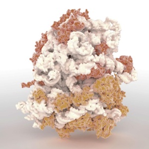 ribosome-3d-1
